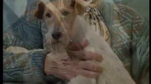 Фокстерьер (гладкошерстный и жесткошерстный)