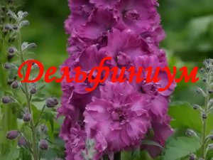 Дельфиниум