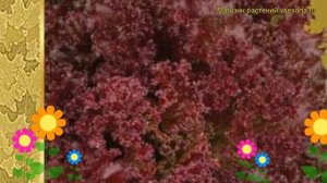 Салат Лолло Росса. Краткий обзор, описание характеристик, где купить семена Lollo Rossa