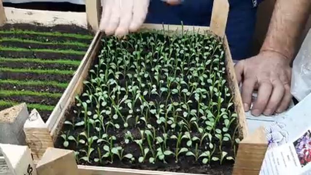 ДЕЛЬФИНИУМ БЕЗ СТРАТИФИКАЦИИ?КАК ВЫРАСТИТЬ ДЕЛЬФИНИУМ из семян многолетний.mp4 смотреть онлайн