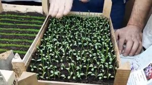 ДЕЛЬФИНИУМ БЕЗ СТРАТИФИКАЦИИ?КАК ВЫРАСТИТЬ ДЕЛЬФИНИУМ из семян многолетний.mp4