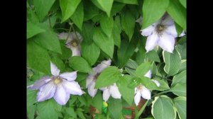 Клематисы в нашем саду.Часть 1 (clematis Arabella, Dr.Ruppel, General Sikorski, Multi Blue и др.)