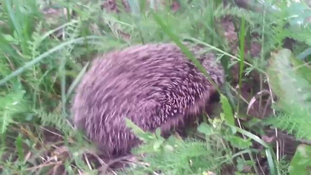 Няшный ёжик кушает и шипит :3 смотреть онлайн