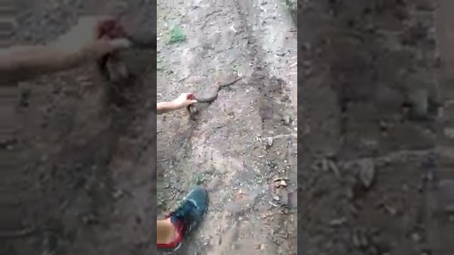 Вырица и змеи смотреть онлайн