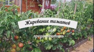 Если томаты жируют.