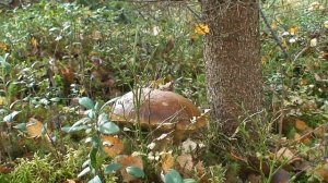 В лесах Белоострова