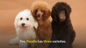 Amazing Facts about Poodles | The Red Book | Animal Trivia