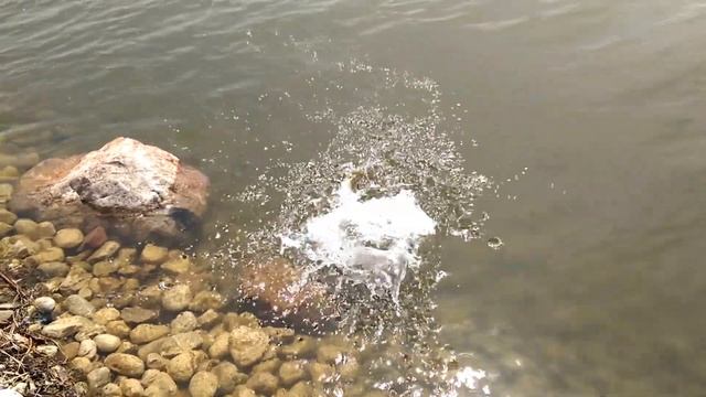 Northern Pike First Spring Catch as it happens From Shore Berkley GULP Alive смотреть онлайн