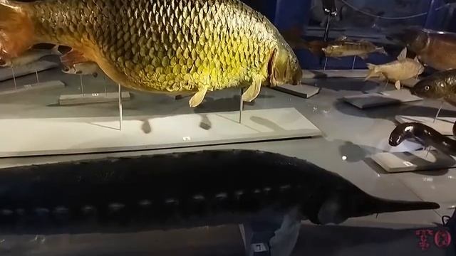 ПОСЕЩЕНИЕ КРАЕВЕДЧЕСКОГО МУЗЕЯ, АСТРАХАНЬ ЧАСТЬ 1 смотреть онлайн