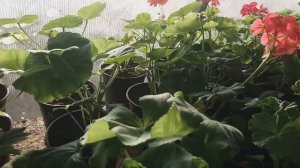 Западный цветочный трипс. Методы борьбы.