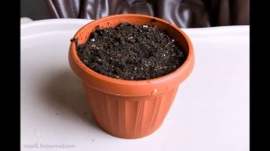 Комнатные растения Шелковица