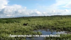 Натаска курцхааров по болотно-луговой дичи.