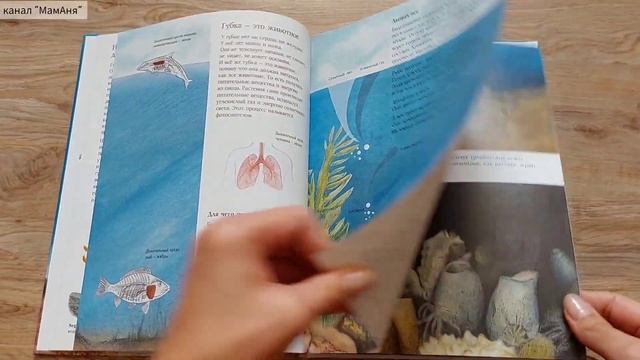 Чудо природы. История морской губки/ Н. Амманн