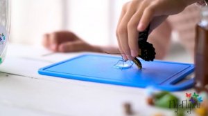 Ферма бабочек. Алиса рассказывает, как она выращивала живых бабочек в "Бабочкарии" от Флай-Флай