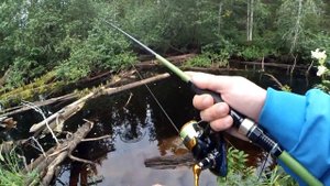 Рыбалка на лесной речке, Архангельск