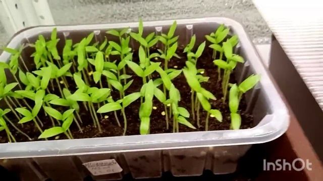 Посев лаванды БАНДЕРА ДИП РОУЗ смотреть онлайн