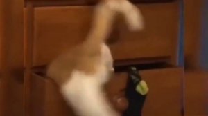 VID_20231010_075250_725.mp4