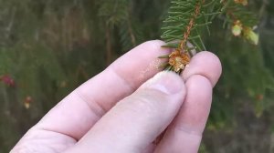 КАК РАЗМНОЖАЮТСЯ ЕЛИ?