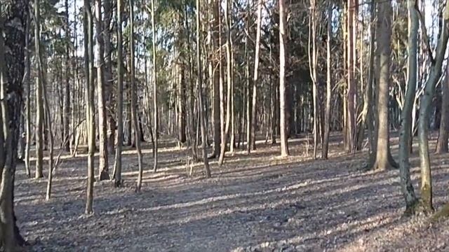 Апрельский лес смотреть онлайн