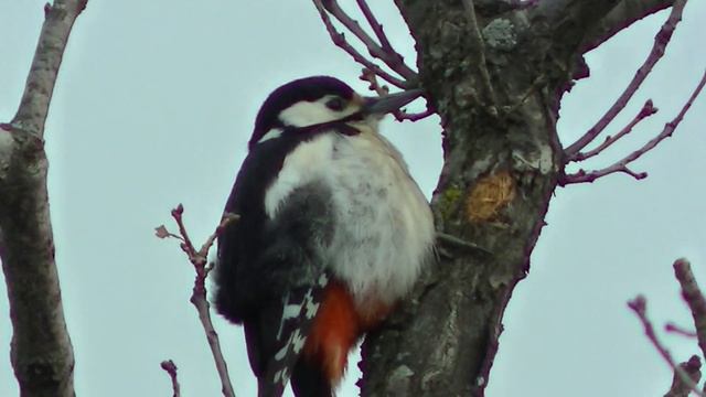 Толстый крымский дятел обитающий вблизи Медведь горы смотреть онлайн