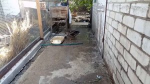 Дикая утка в домашних условиях(подсадная)