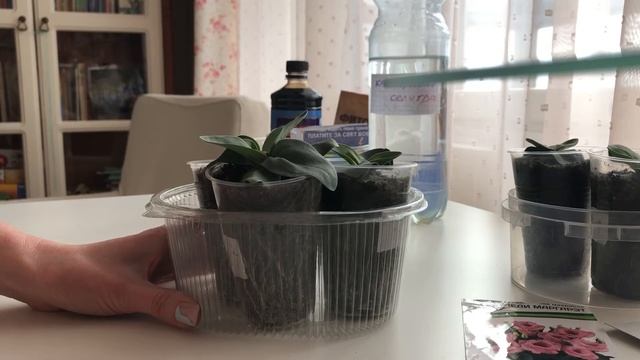 Эустоме 1,5 месяца. Супер результат! Без стимуляторов роста! Без остановки в росте! смотреть онлайн