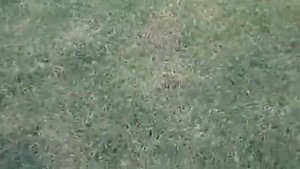 АСМР на русском. ASMR in russian. Евгемия Ли (Evgemia Li). Весна. Сад.