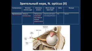 Черепные нервы I-VI пары. Обонятельный анализатор. Потоки В, Д. 03.11.21 - 14:15