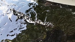 ✅ Смывка краски с металла Тестируем самую дешевую