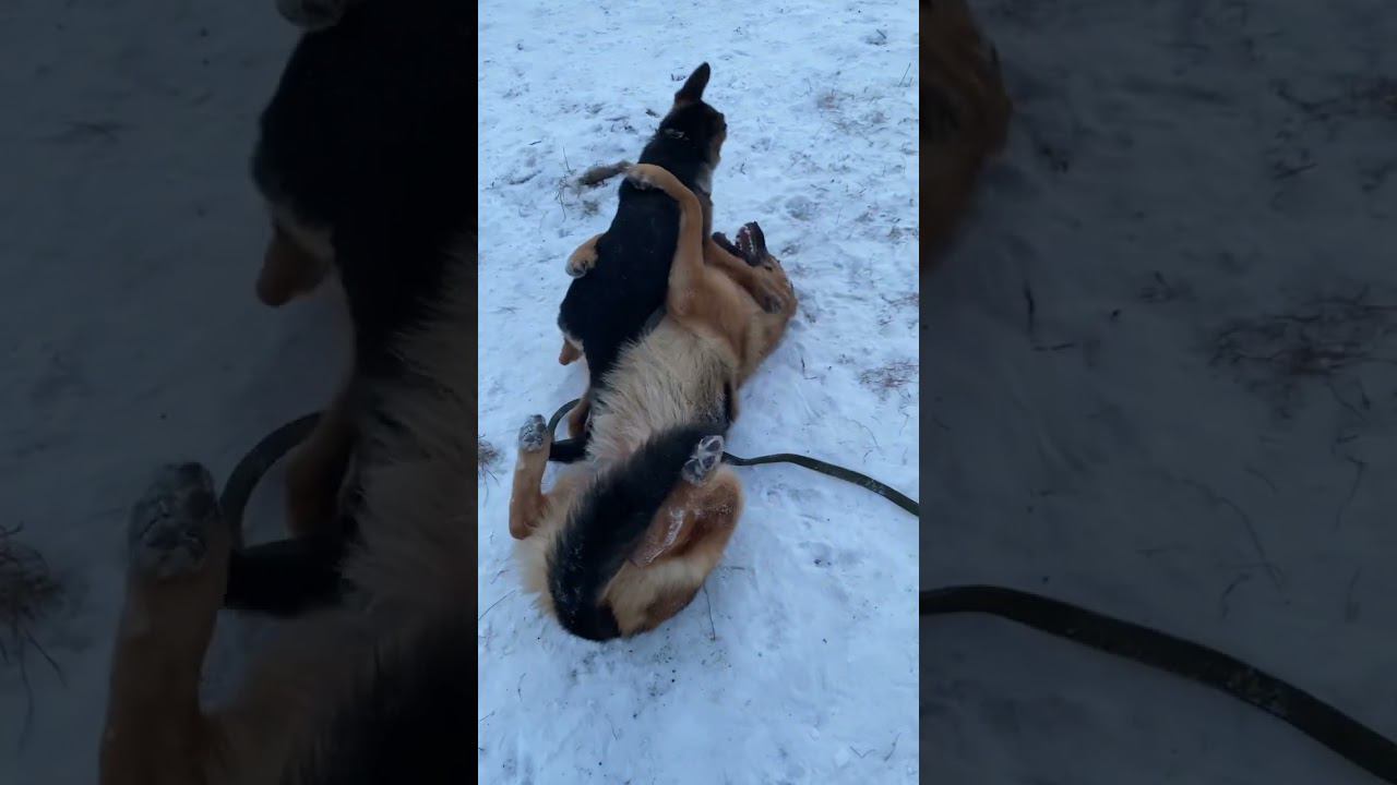 Немецкие овчарки играют смотреть онлайн