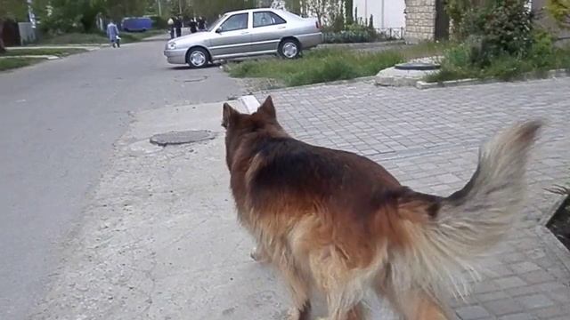 Gorgeous long- haired German shepherd male. Длинношерстная немецкая овчарка .Одесса.