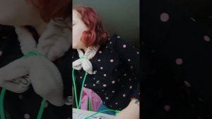 как сделать из подручных средств поводок для кошки за 5 минут без шитья и клея.