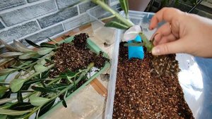 Сеянцам Адениума уже 2 месяца. Пришло время их пересадить и заодно измерить.