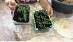 Пикировка перца на рассаду как правильно пересадить рассаду