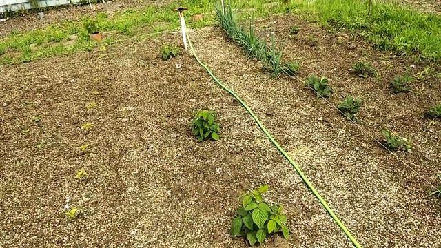 ✓1024. Малина Энросадира. Размышление о саженцах. смотреть онлайн