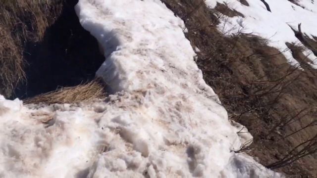 Нашли нору Барсука и там застрял мой пёс-Миша. Спасаем Мишу. Часть 1. смотреть онлайн