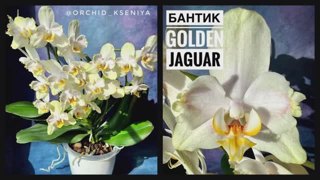 Phal. Golden Jaguar бантик 💛 Домашнее пышное цветение орхидеи фаленопсис Голден Ягуар | Обзор сорта