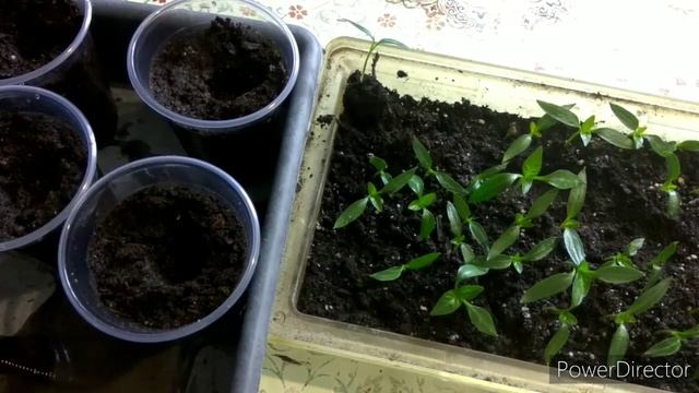 Как и когда пикировать перец. ?️?️?️ смотреть онлайн