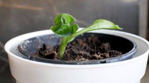 Syngonium Wendlandii  - Growth Time Lapse