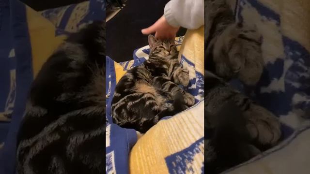 #милыекошки #окошках #cats #котики