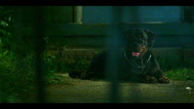 Wolf Pack: It Was a Dog смотреть онлайн