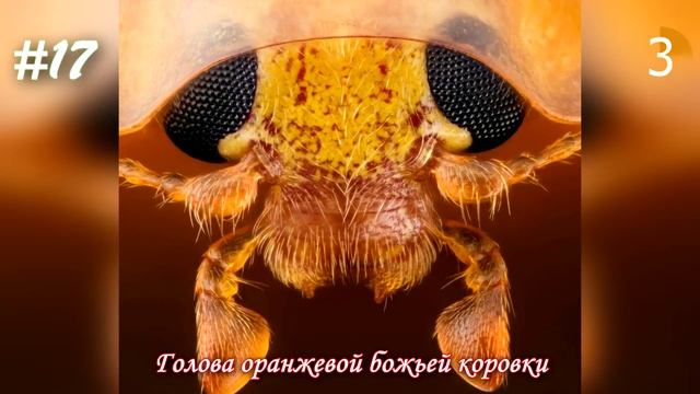 Невероятные фото, сделанные с помощью микроскопа №2 [Под микроскопом] смотреть онлайн