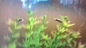 Размножение гуппи