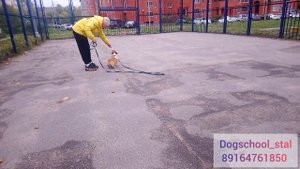 2. Дрессировка щенка Вельш-корги пемброк