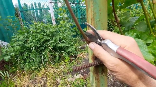 ПРОСТОЙ СПОСОБ РАЗМНОЖИТЬ ВИНОГРАД ЛЕТОМ !!!