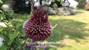 Allium 'Red Mohican' - FarmerGracy.co.uk