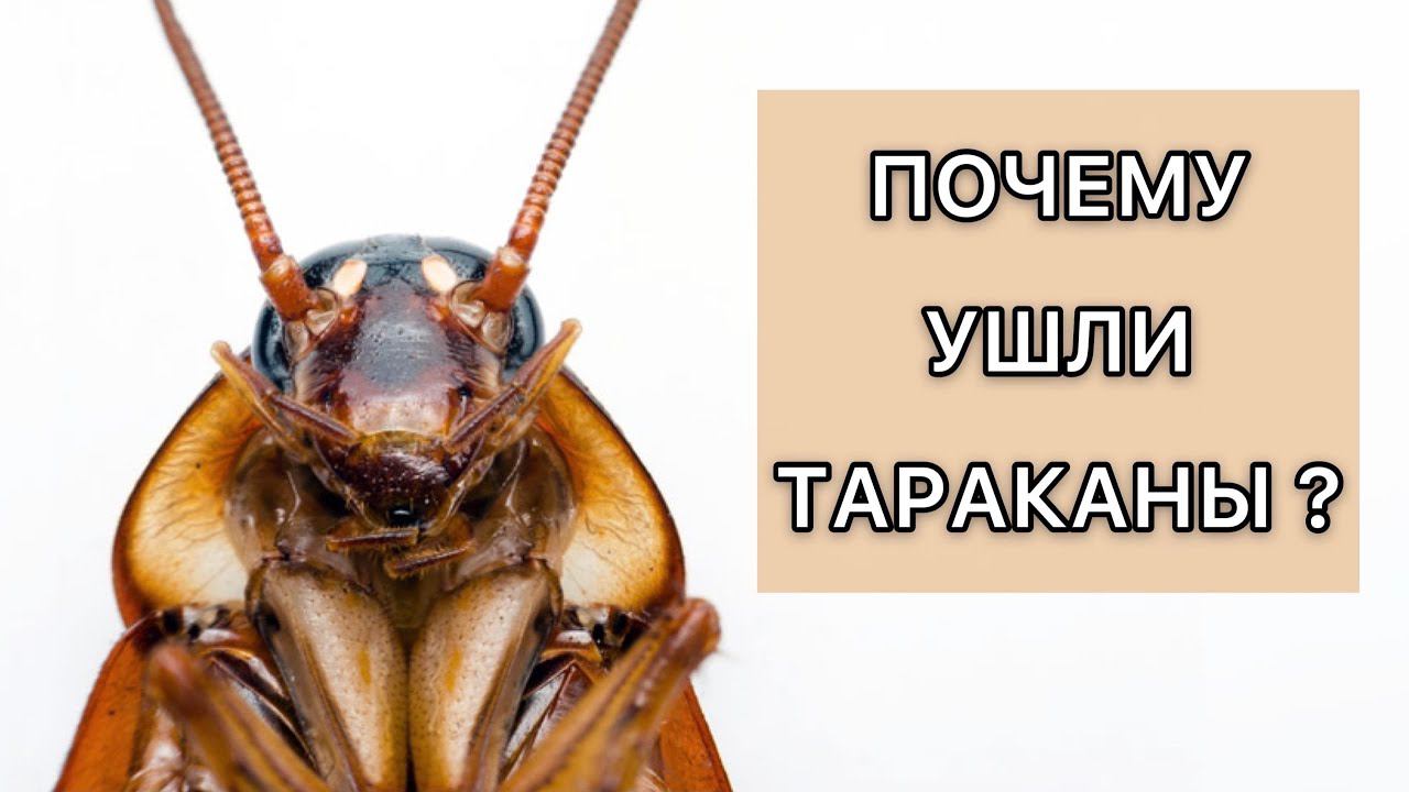 Ученый энтомолог назвал 6 главных причин сокращения численности тараканов, обитавших в наших домах.