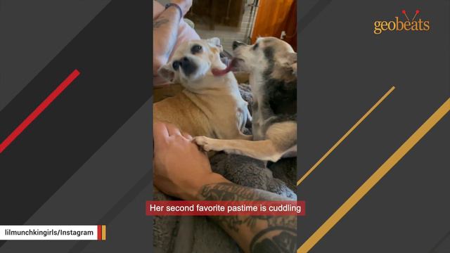 Couple adopts a senior chihuahua. Then they discover her strange habit. смотреть онлайн