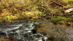 Забытые временем. Борковская, Венюковская и Сергиевская ГЭС (2022, Липецкая область)