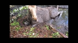 Лось в болоте